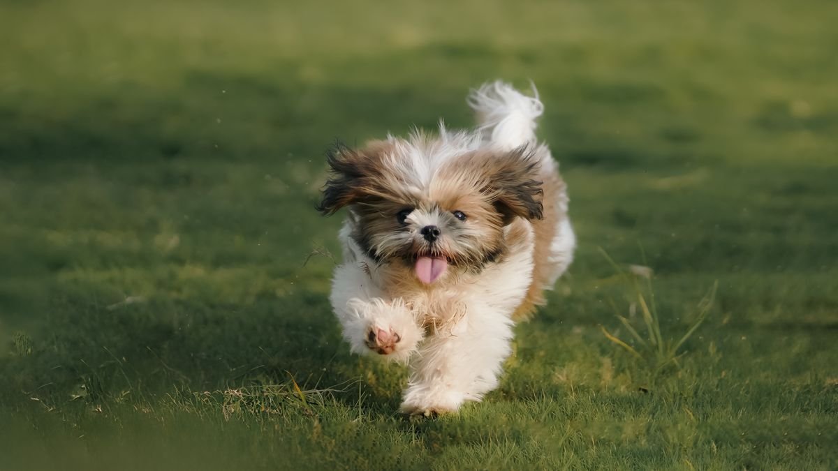 A dog running at full speed outdoors