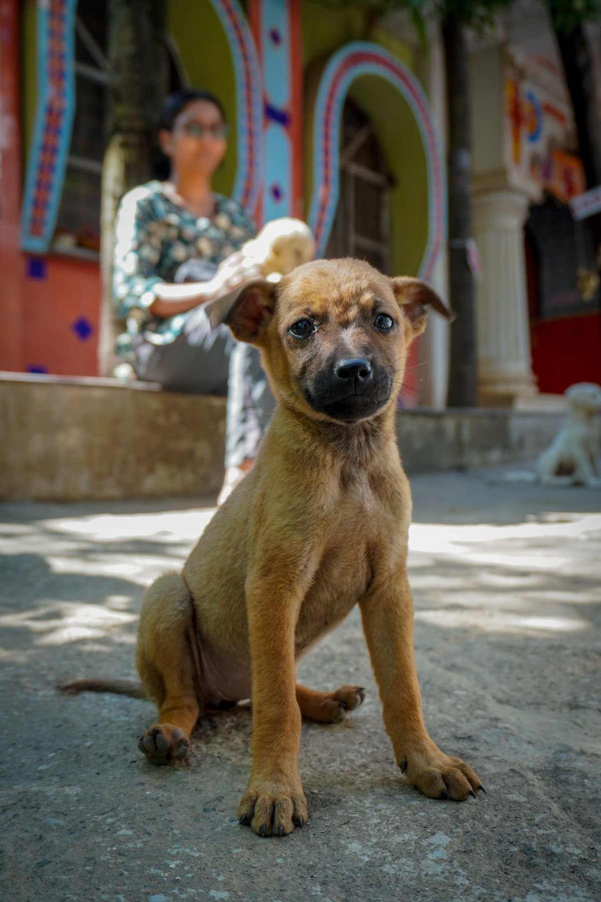 A young puppy sitting patiently while a volunteer works nearby