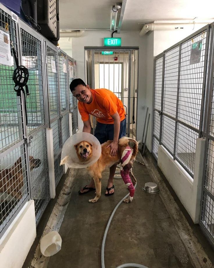 A shelter volunteer walking a recovering dog in a cone through the kennel corridor